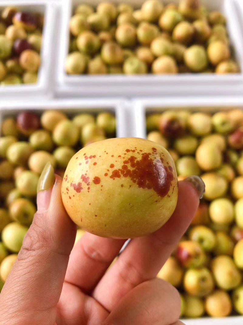 大荔冬枣