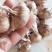 藏红花种球优质藏红花种球现货大量供应品质保证货量充足