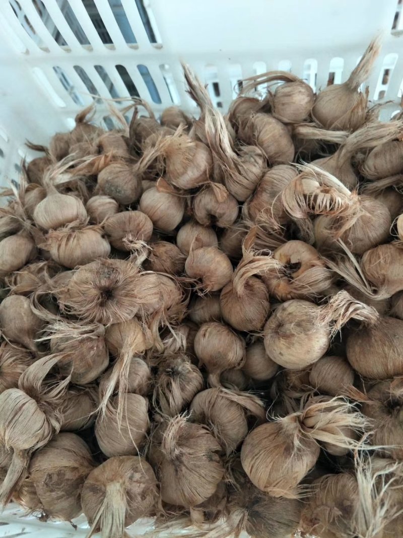藏红花种球优质藏红花种球现货大量供应品质保证货量充足