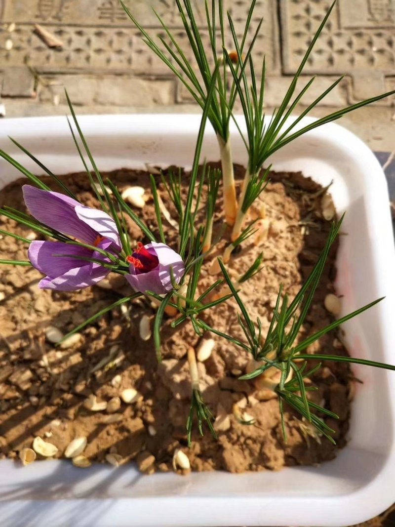 藏红花种球优质藏红花种球现货大量供应品质保证货量充足