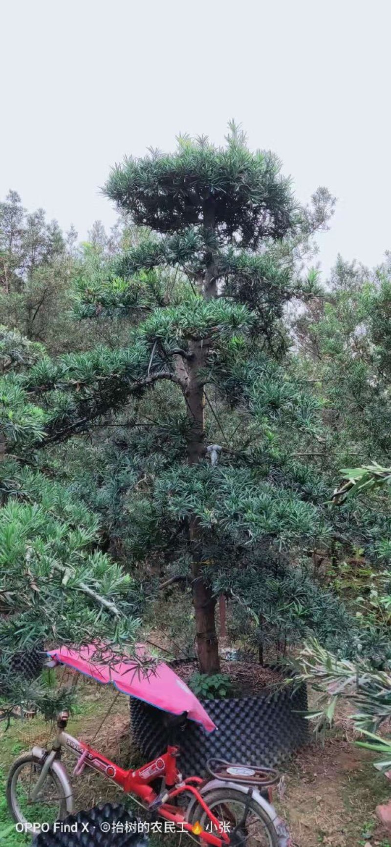 罗汉松