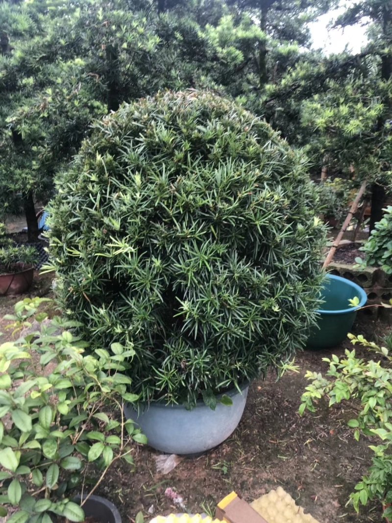 罗汉松