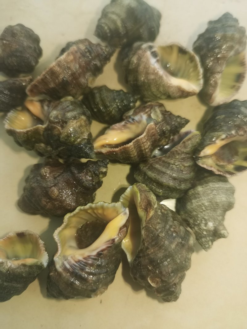 辣螺，渤海湾一手货源可视频看货产地直供，长期供货。