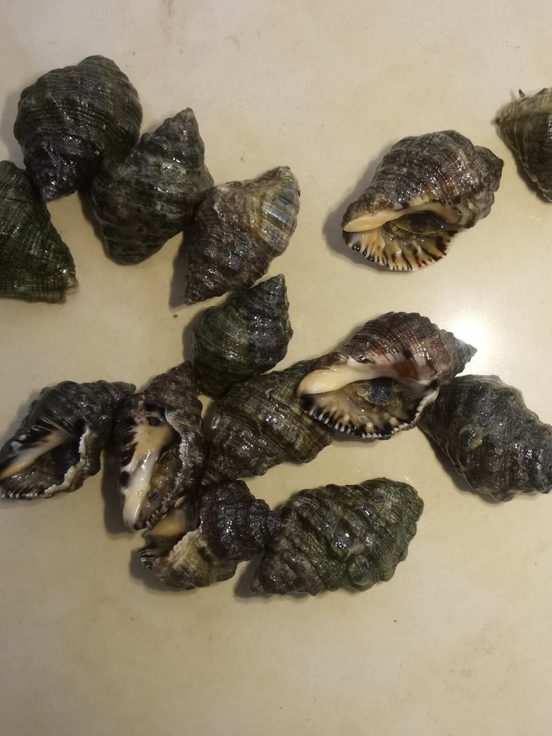 辣螺，渤海湾一手货源可视频看货产地直供，长期供货。
