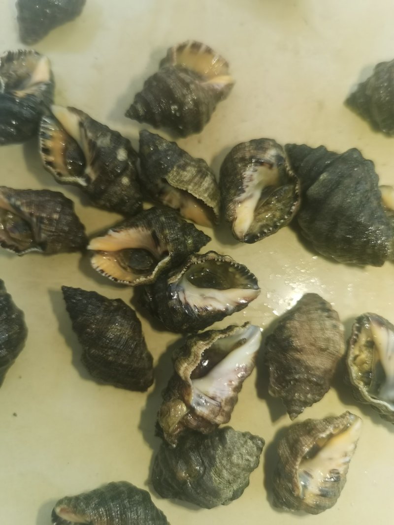 辣螺，渤海湾一手货源可视频看货产地直供，长期供货。