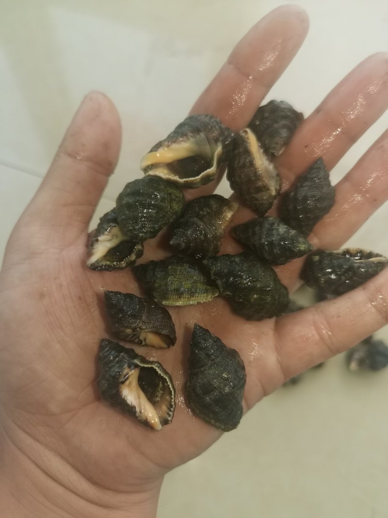 辣螺，渤海湾一手货源可视频看货产地直供，长期供货。