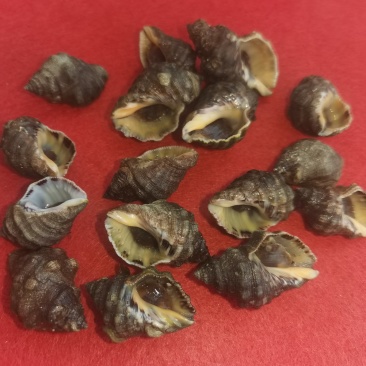 辣螺，渤海湾一手货源可视频看货产地直供，长期供货。