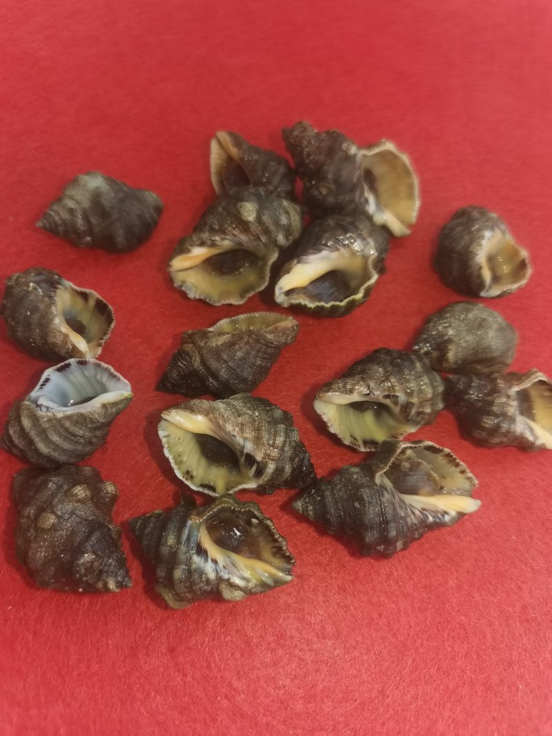 辣螺，渤海湾一手货源可视频看货产地直供，长期供货。