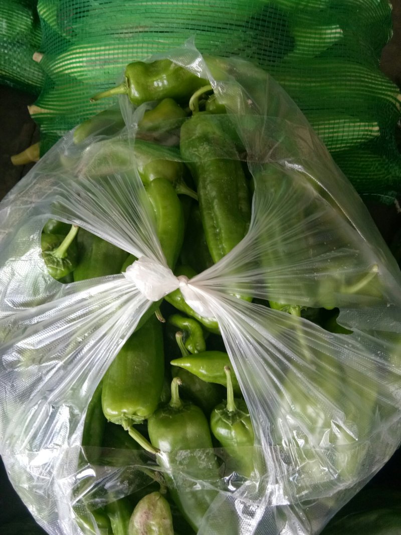大青椒（新鲜大青椒薄皮现货供应）