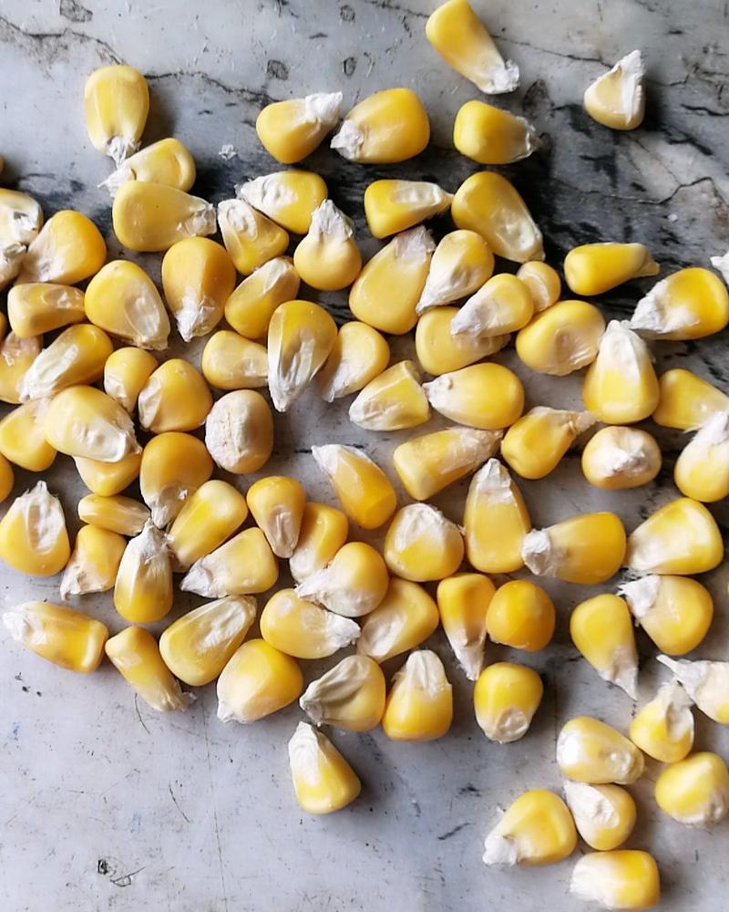 黄糯玉米种，春秋可播种。