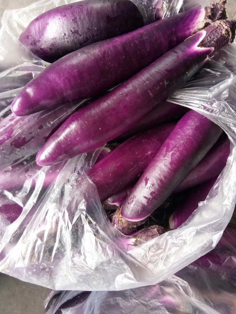 红茄子（新鲜红茄子现货）