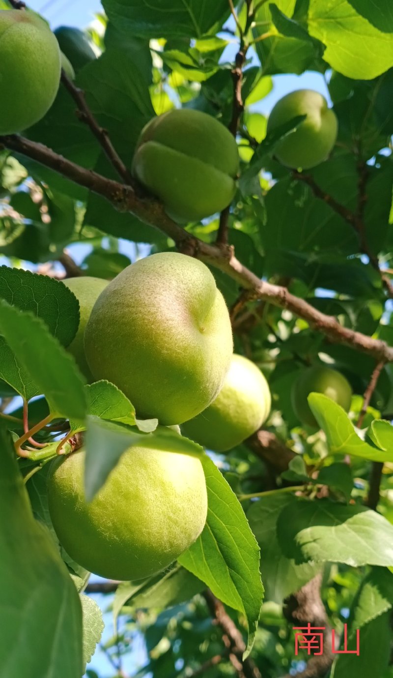 香白杏（银白杏）遵化娘娘庄特产