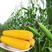 黄糯玉米种，春秋可播种。