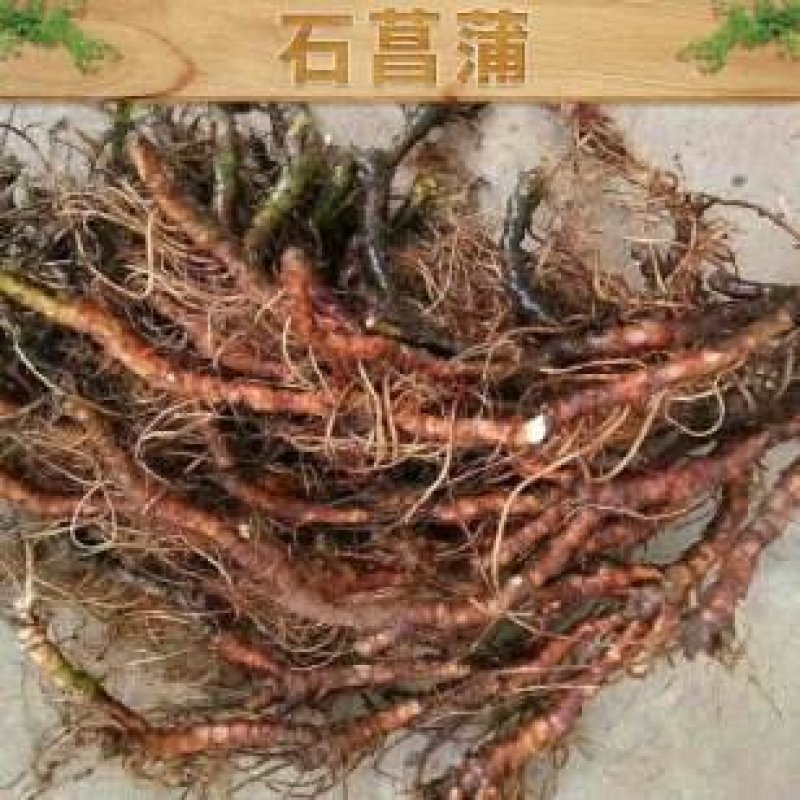 石菖蒲，正品野生石菖蒲，足干无霉无杂无须根