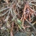 石菖蒲，正品野生石菖蒲，足干无霉无杂无须根
