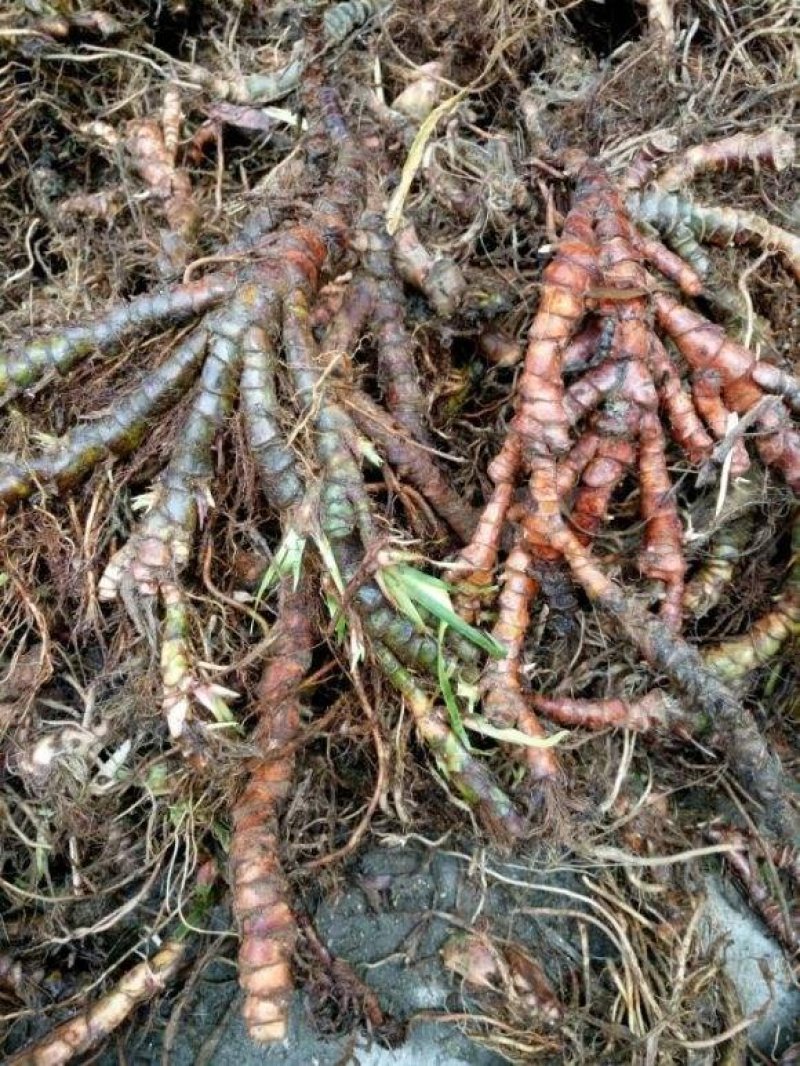 石菖蒲，正品野生石菖蒲，足干无霉无杂无须根