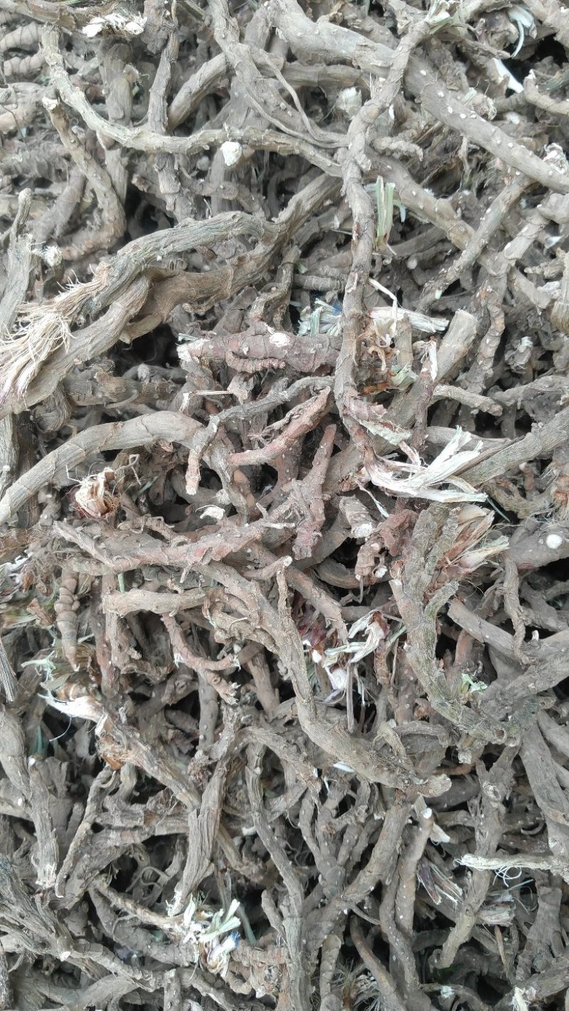 石菖蒲，正品野生石菖蒲，足干无霉无杂无须根