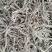 石菖蒲，正品野生石菖蒲，足干无霉无杂无须根