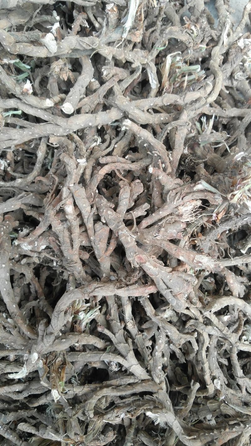 石菖蒲，正品野生石菖蒲，足干无霉无杂无须根