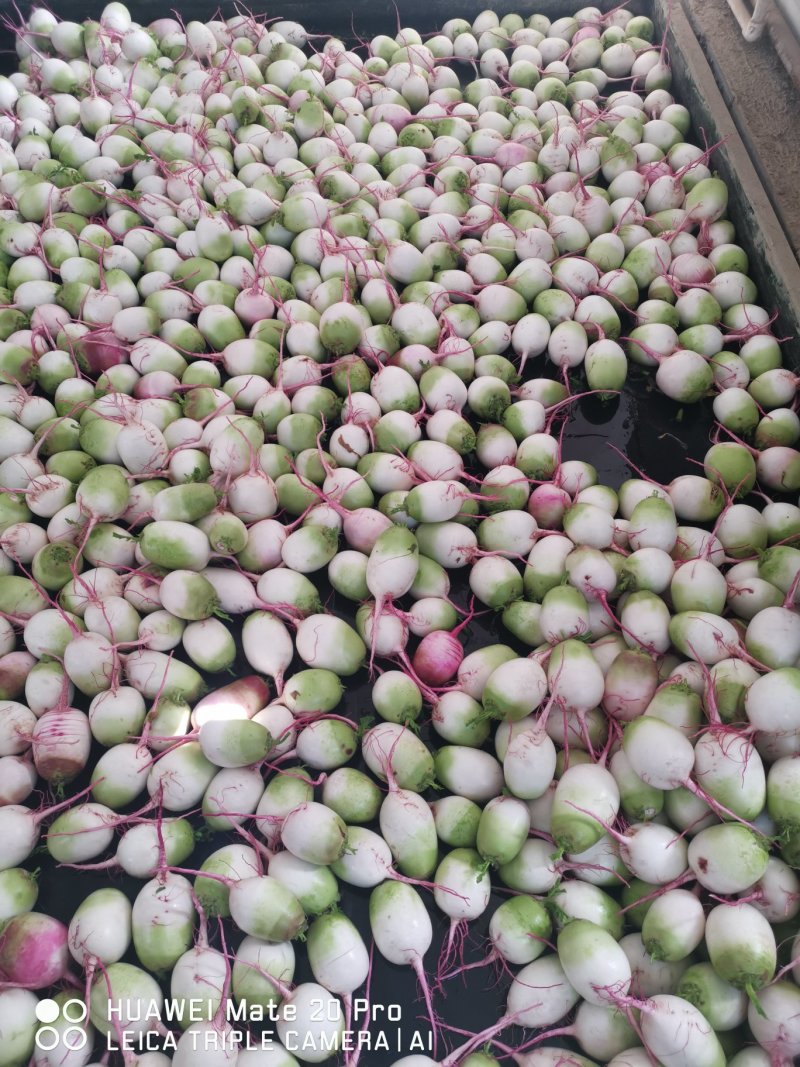 精品红沙地心里美，表皮白净