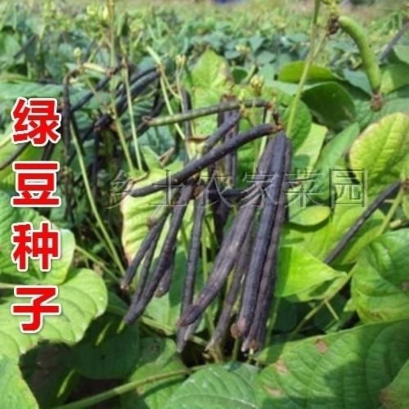 绿丰王绿豆种子，极早熟特抗病超高产，耐重茬耐低温抗倒伏。