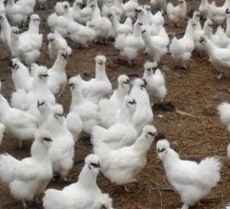 乌鸡苗竹丝鸡乌骨鸡包打疫苗包成活诚信经营量大从优