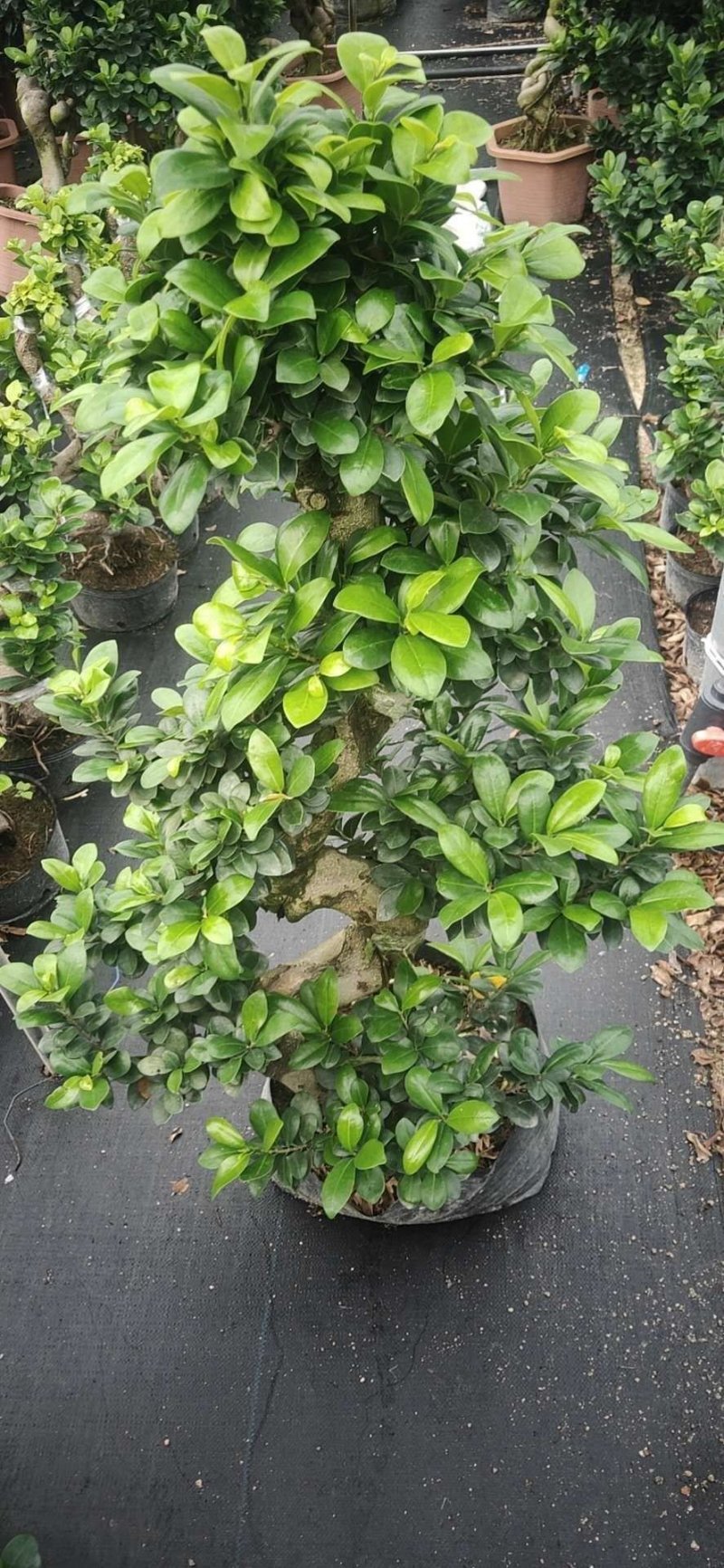 榕树造型S弯出口批发电商基地批量自销不包邮