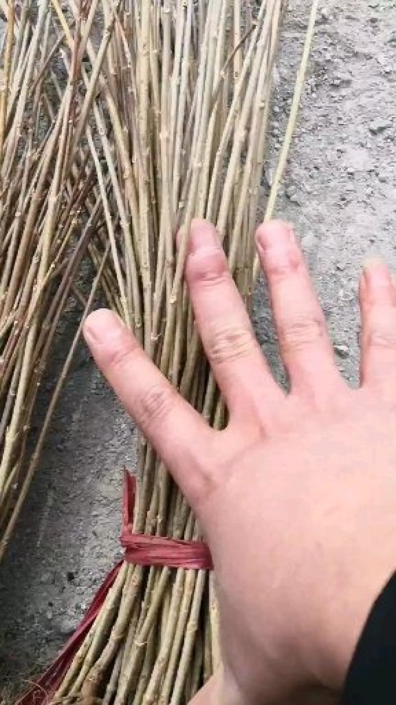 东北连翘播种小苗，扦插小苗，产地直销，全国邮寄。