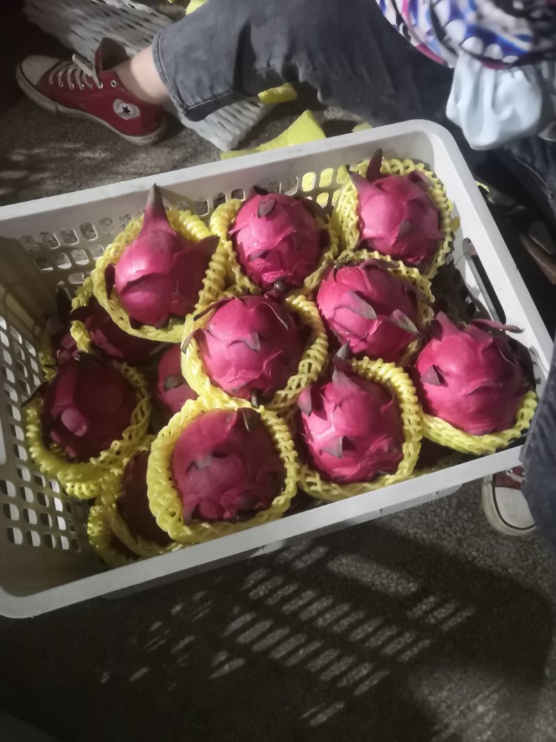 实力代办火龙果大量有货