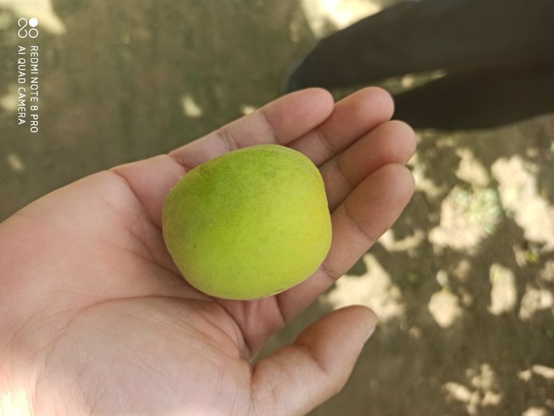 金太阳个头大，可做果脯。杏干。罐头，超市，批发。欢迎客商