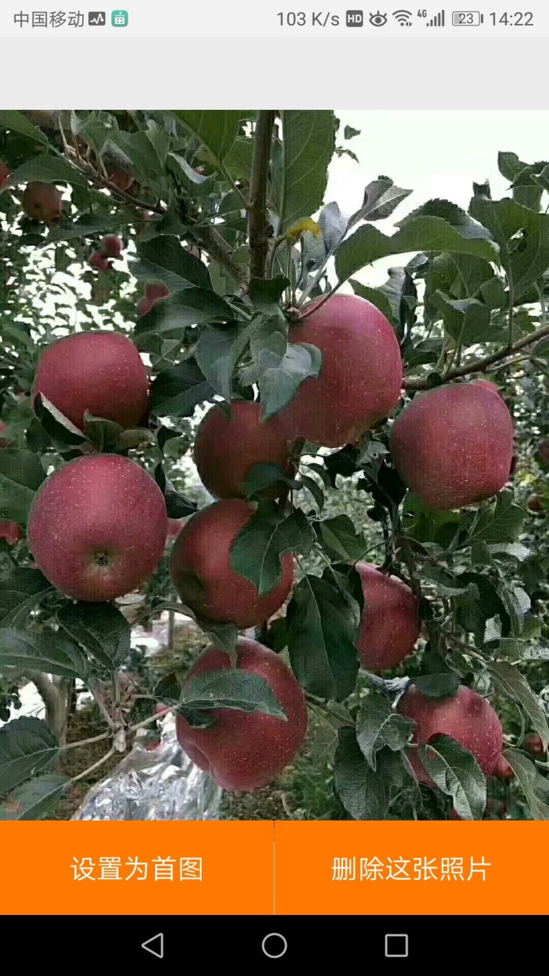 昭通苹果《产地代办》云南昭通丑苹果冰糖心红富士，