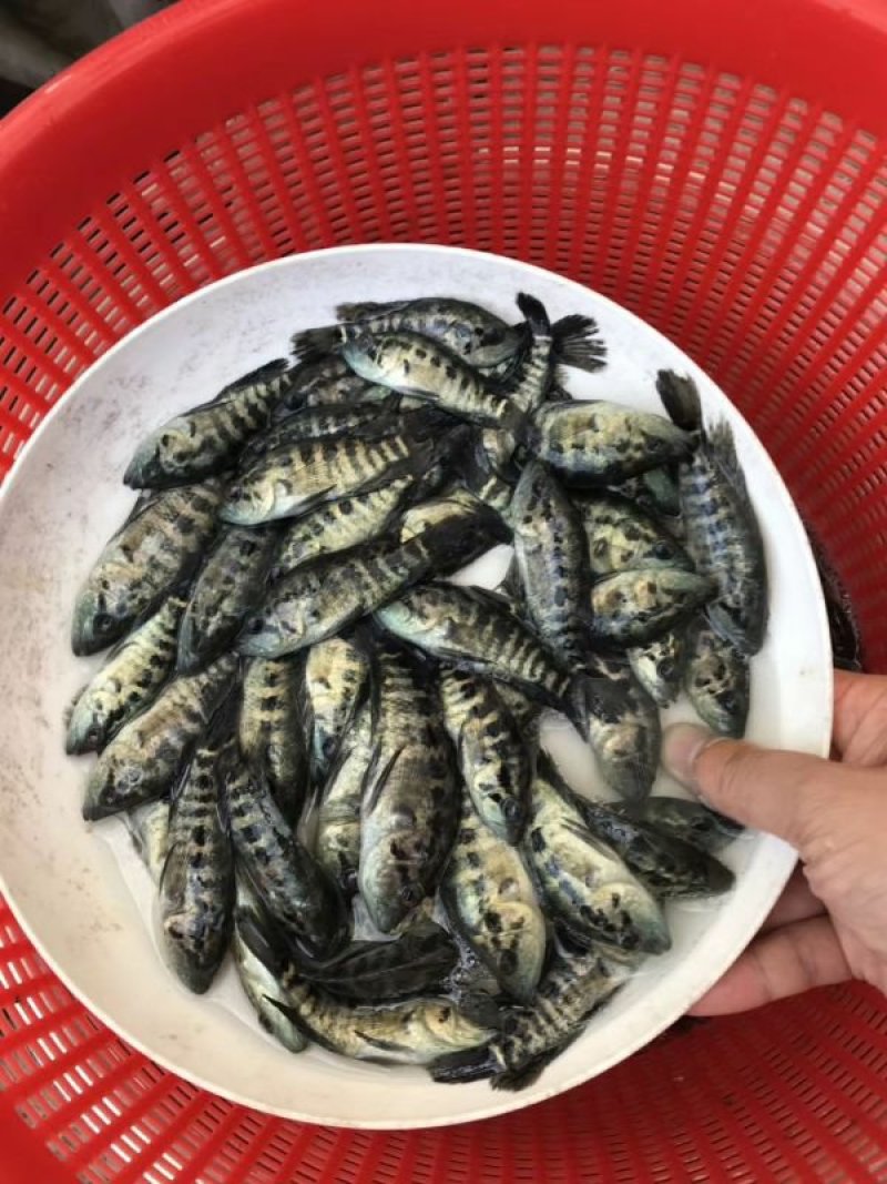 淡水石斑鱼苗免费提供技术基地直供全国接单发货