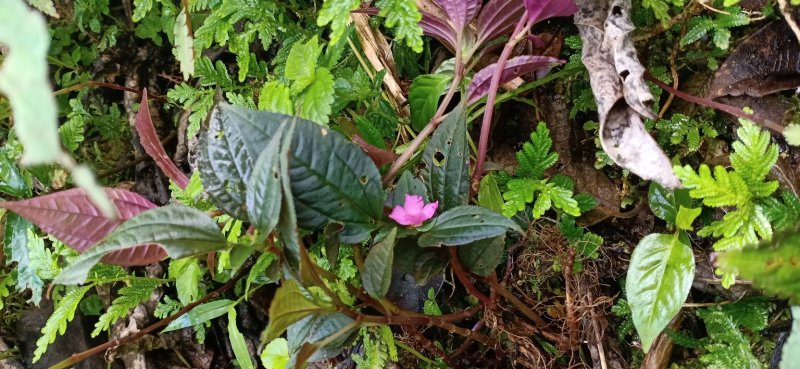 风柜斗草