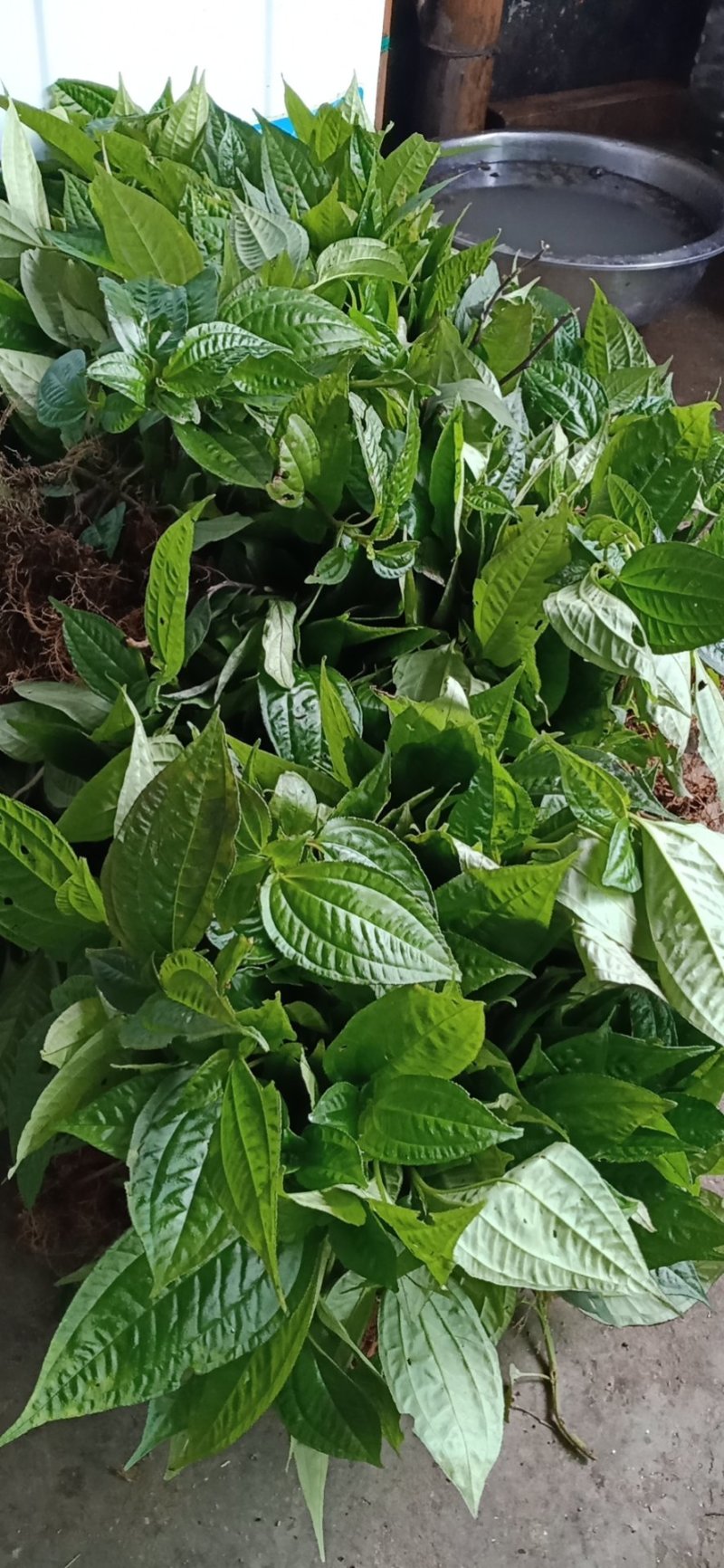 风柜斗草