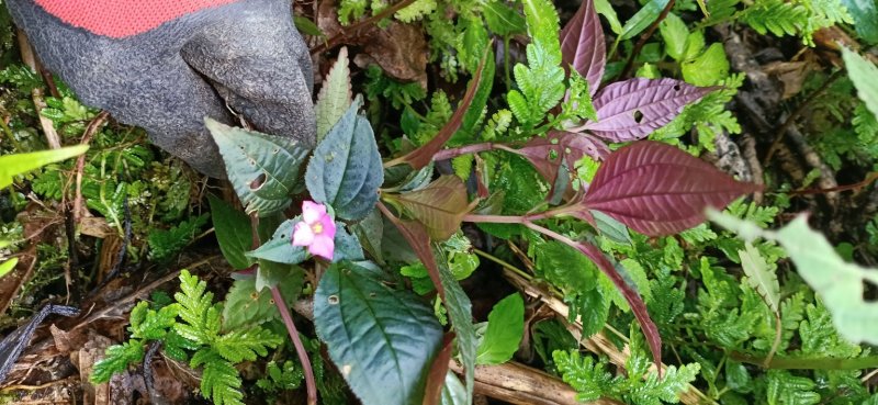 风柜斗草