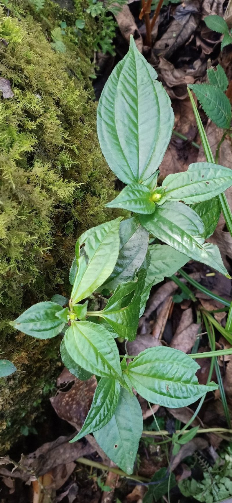 风柜斗草