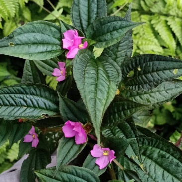 风柜斗草