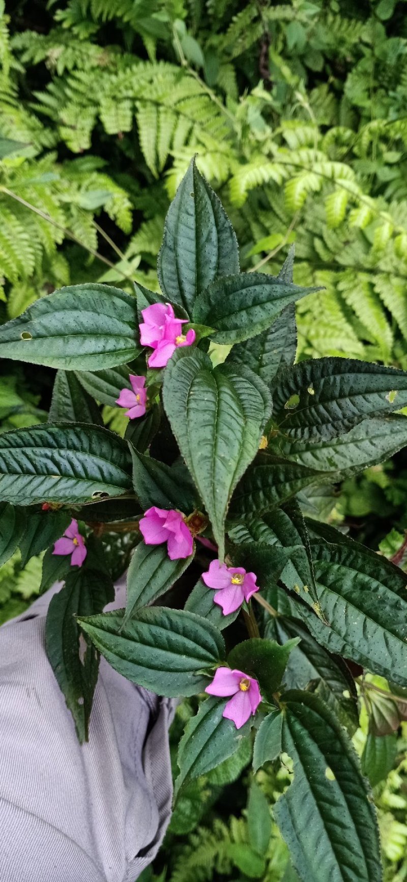 风柜斗草