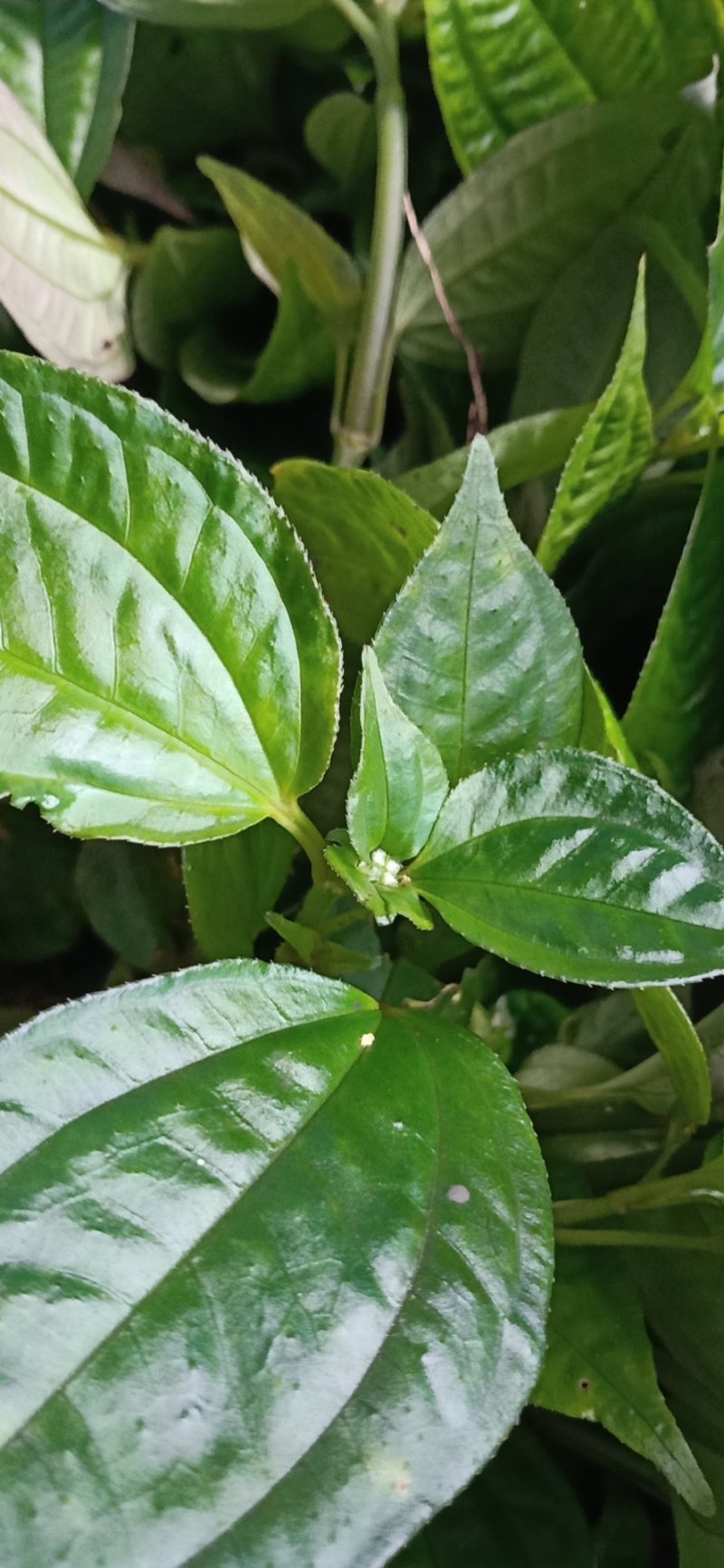 风柜斗草