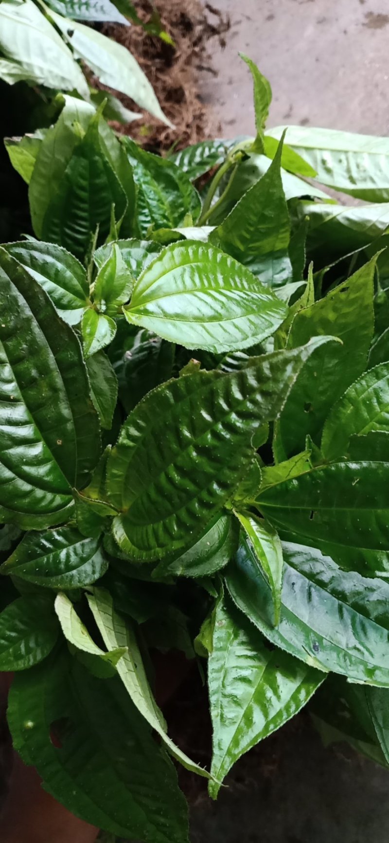 风柜斗草