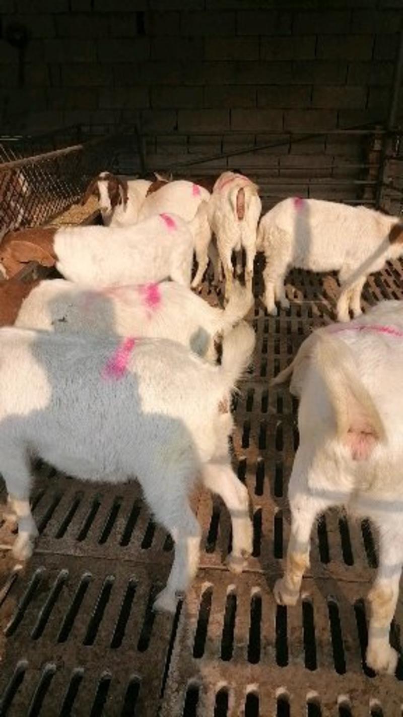 波尔山羊怀孕羊，纯种波尔山羊，货源充足全国包送货