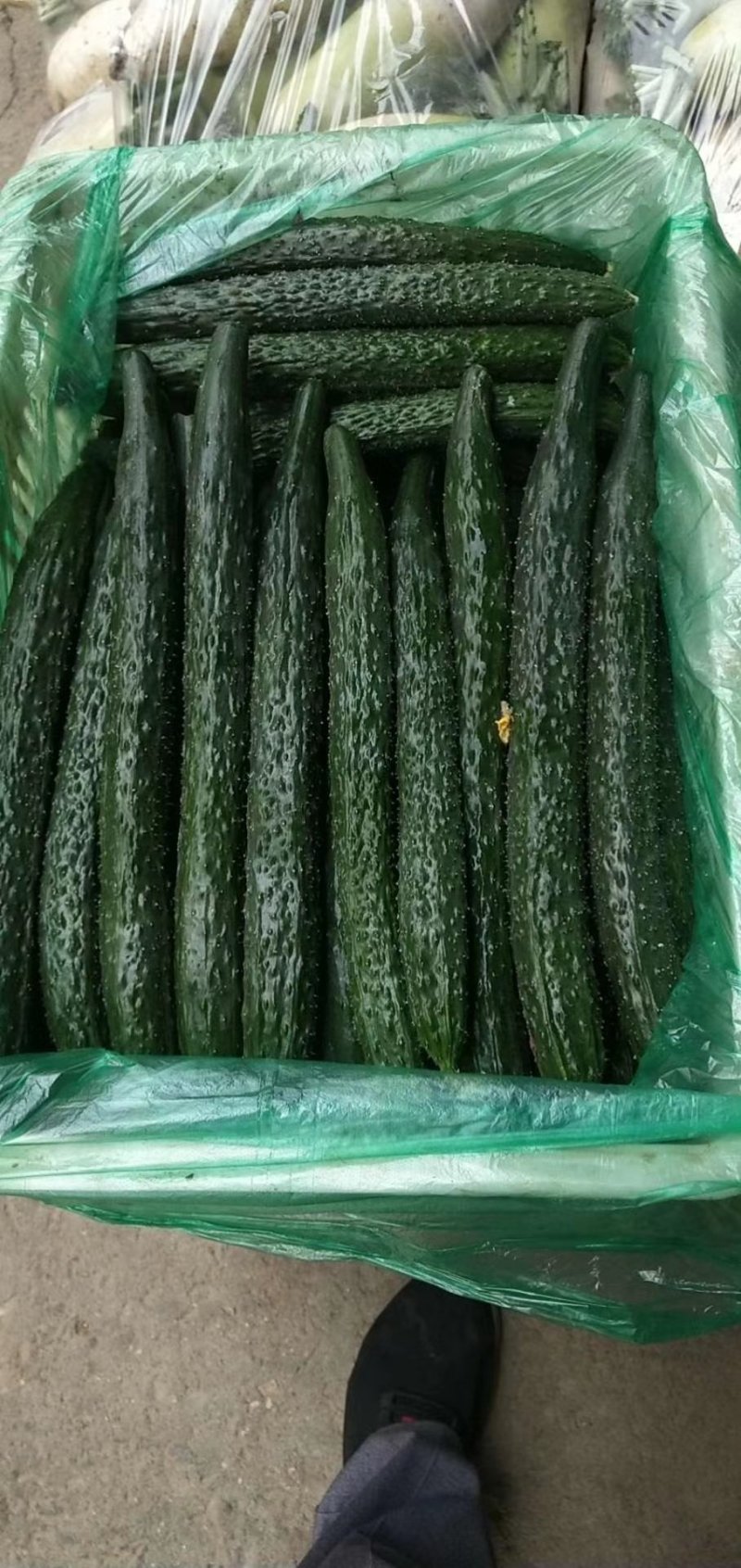 精品黃瓜，质量好，产地直供