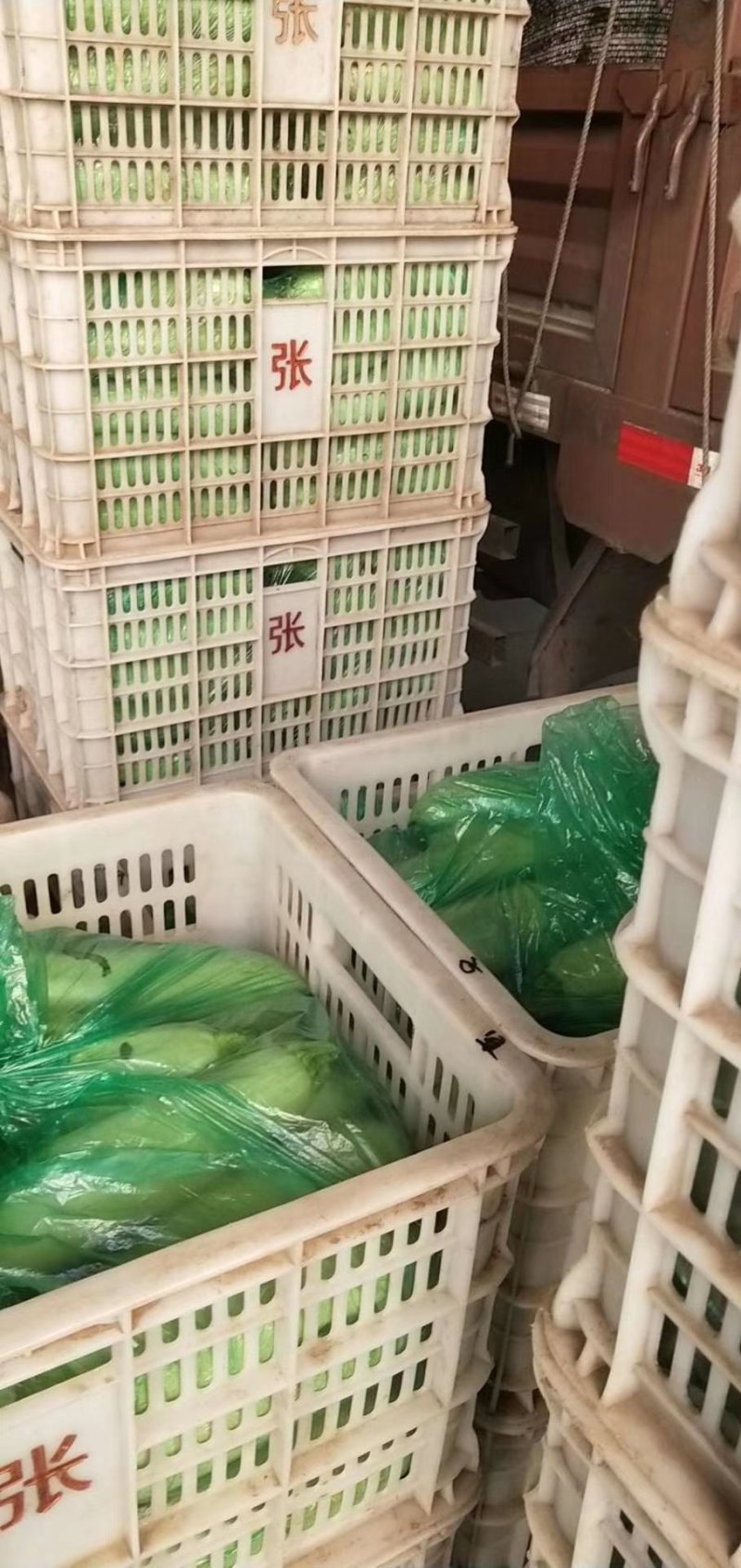 精品西葫芦，面积大，质量好，大量成熟上市。可实地看货