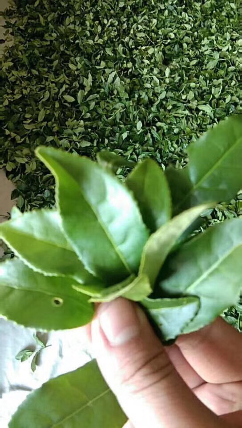 福建安溪铁观音正味口感倍加茶农直销
