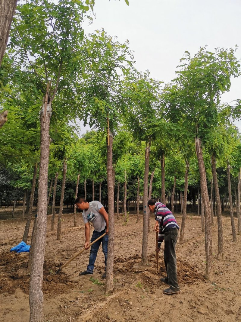 香花槐现挖现卖成活率高苗圃直发价格低
