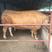 牛犊，鲁西黄牛牛犊，三元杂交牛牛犊，品种好长势快，好饲养