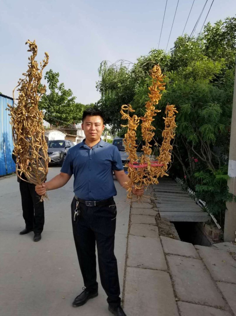 亩产可达1300斤！株高一米三。高产可留种出油率高