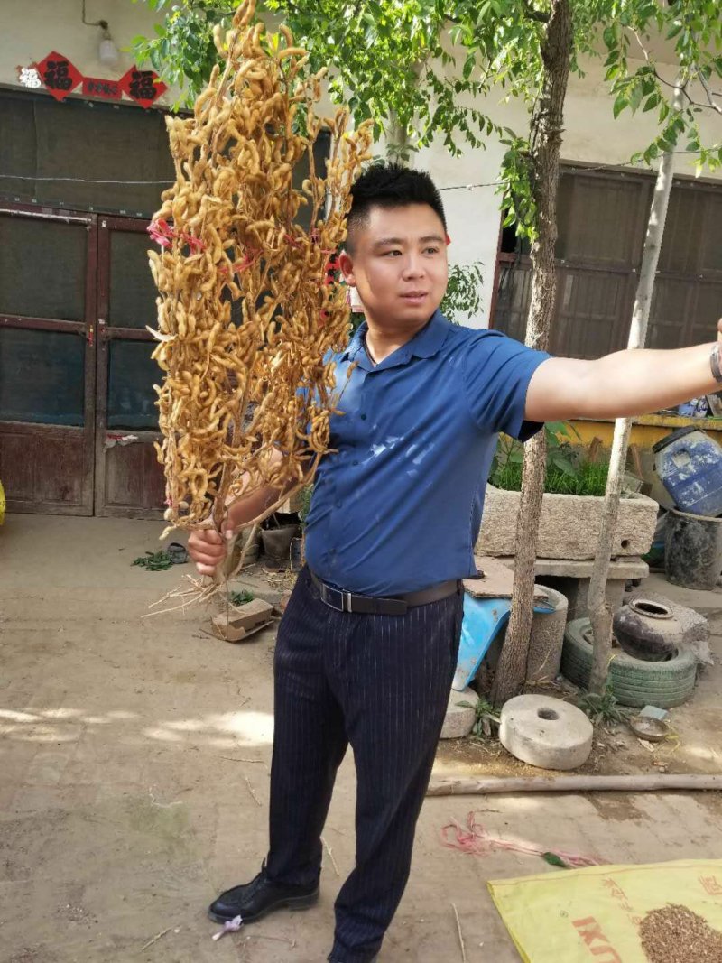 亩产可达1300斤！株高一米三。高产可留种出油率高