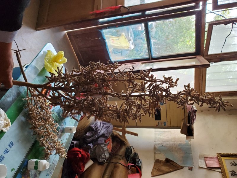 亩产可达1300斤！株高一米三。高产可留种出油率高