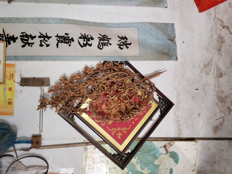 亩产可达1300斤！株高一米三。高产可留种出油率高